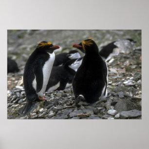 Macaroni Penguin - Paar at Nest Poster
