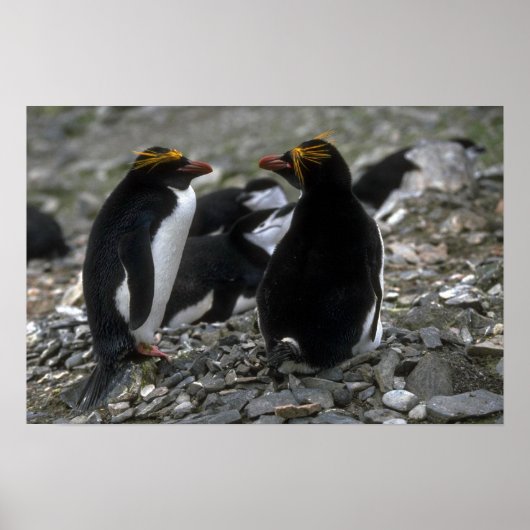 Macaroni Penguin - Paar at Nest Poster (Voorkant)