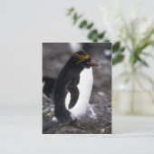 Macaroni Penguin Standing Erect Briefkaart (Staand voorkant)