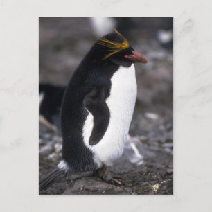 Macaroni Penguin Standing Erect Briefkaart