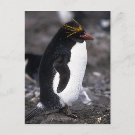 Macaroni Penguin Standing Erect Briefkaart (Voorkant)
