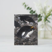 Macaroni Penguin , vergadering over eieren Briefkaart (Staand voorkant)