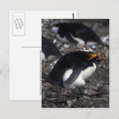 Macaroni Penguin , vergadering over eieren Briefkaart (Voorkant / Achterkant)