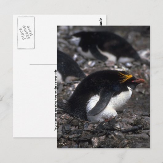 Macaroni Penguin , vergadering over eieren Briefkaart (Voorkant / Achterkant)