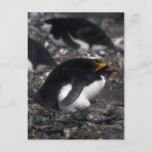 Macaroni Penguin , vergadering over eieren Briefkaart