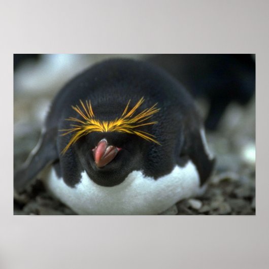 Macaroni Penguin , vergadering over eieren Poster (Voorkant)
