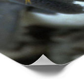 Macaroni Penguin , vergadering over eieren Poster (Hoek)