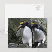 Macaroni Penguins, Zuid-Georgië Briefkaart (Voorkant / Achterkant)