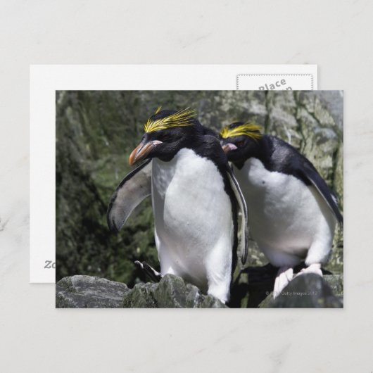 Macaroni Penguins, Zuid-Georgië Briefkaart (Voorkant / Achterkant)