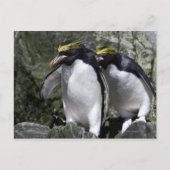 Macaroni Penguins, Zuid-Georgië Briefkaart (Voorkant)