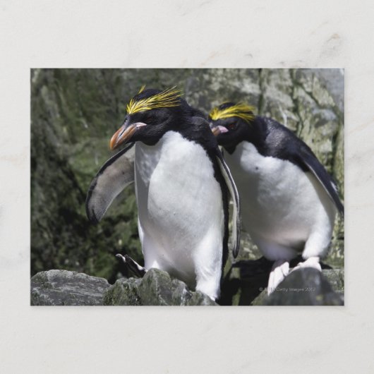 Macaroni Penguins, Zuid-Georgië Briefkaart (Voorkant)
