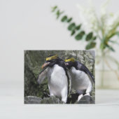 Macaroni Penguins, Zuid-Georgië Briefkaart (Staand voorkant)