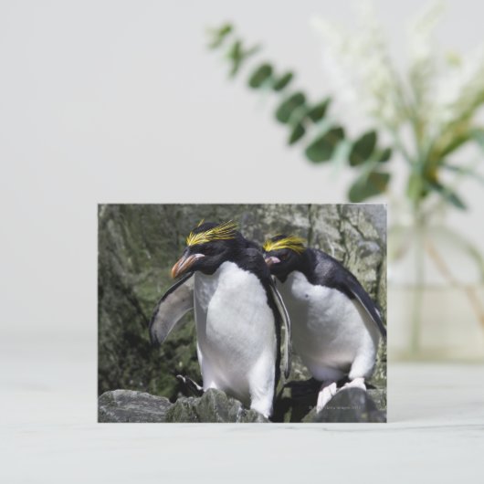 Macaroni Penguins, Zuid-Georgië Briefkaart (Staand voorkant)