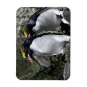 Macaroni Penguins, Zuid-Georgië Magneet (Verticaal)