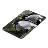 Macaroni Penguins, Zuid-Georgië Magneet (Linkerzijde)