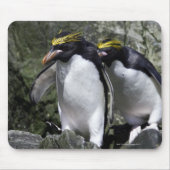Macaroni Penguins, Zuid-Georgië Muismat (Voorkant)