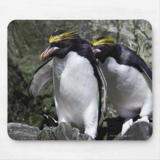 Macaroni Penguins, Zuid-Georgië Muismat (Voorkant)