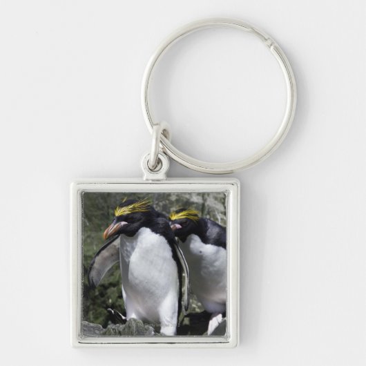 Macaroni Penguins, Zuid-Georgië Sleutelhanger (Voorkant)