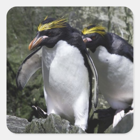 Macaroni Penguins, Zuid-Georgië Vierkante Sticker (Voorkant)