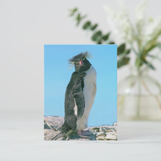 Macaroni pguin briefkaart (Staand voorkant)