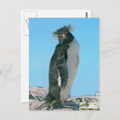 Macaroni pguin briefkaart (Voorkant / Achterkant)