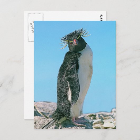 Macaroni pguin briefkaart (Voorkant / Achterkant)