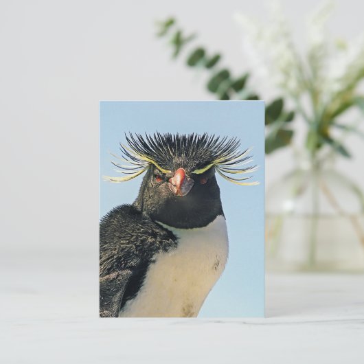 Macaroni pinguïns briefkaart (Staand voorkant)