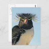 Macaroni pinguïns briefkaart (Voorkant / Achterkant)