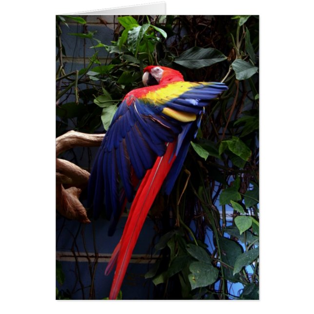 Macaw (Voorkant)