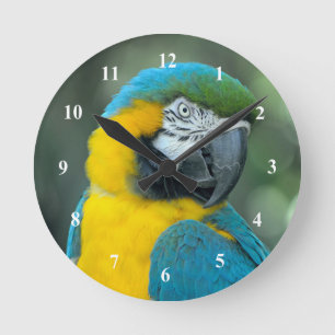Macaw Blue en gele foto Ronde Klok