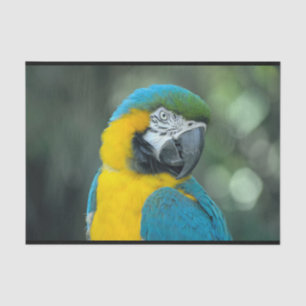 Macaw Blue en gele foto Tissuepapier