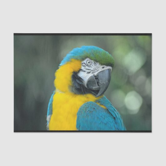 Macaw Blue en gele foto Tissuepapier (Voorkant)