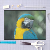 Macaw Blue en gele foto Tissuepapier (Craft)