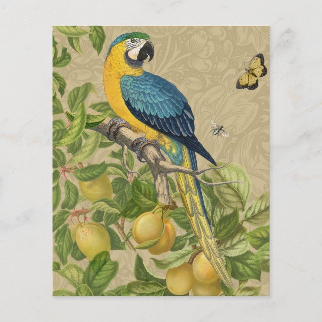 Macaw Blue Yellow Tropical Oerwoud Antiek (Voorkant)