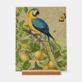 Macaw Blue Yellow Tropical Oerwoud Antiek Acryl Bord (Voorkant)