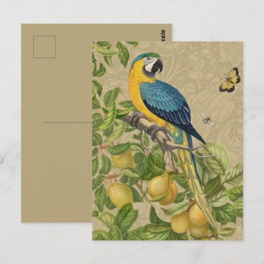 Macaw Blue Yellow Tropical Oerwoud Antiek Briefkaart (Voorkant / Achterkant)