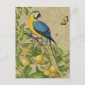 Macaw Blue Yellow Tropical Oerwoud Antiek Briefkaart (Voorkant)