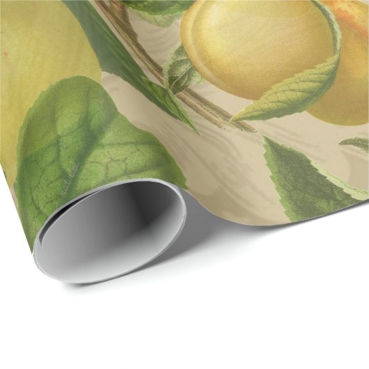 Macaw Blue Yellow Tropical Oerwoud Antiek Cadeaupapier (Rol Hoek)