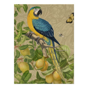 Macaw Blue Yellow Tropical Oerwoud Antiek Perfect Poster