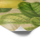 Macaw Blue Yellow Tropical Oerwoud Antiek Perfect Poster (Hoek)