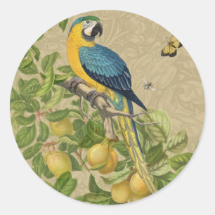 Macaw Blue Yellow Tropical Oerwoud Antiek Ronde Sticker