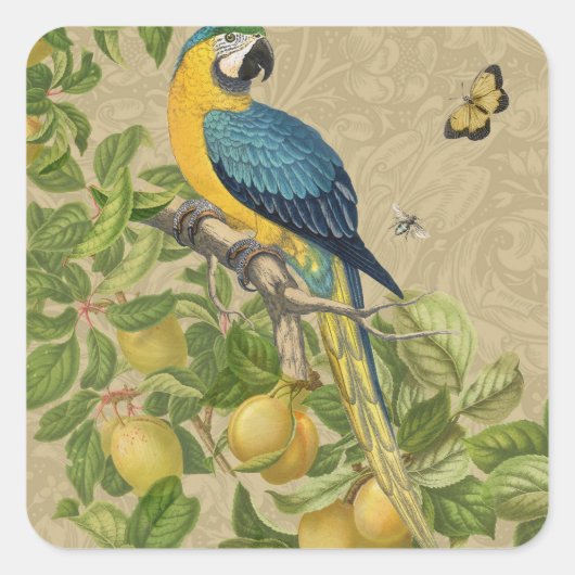 Macaw Blue Yellow Tropical Oerwoud Antiek Vierkante Sticker (Voorkant)