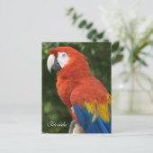 Macaw Briefkaart (Staand voorkant)