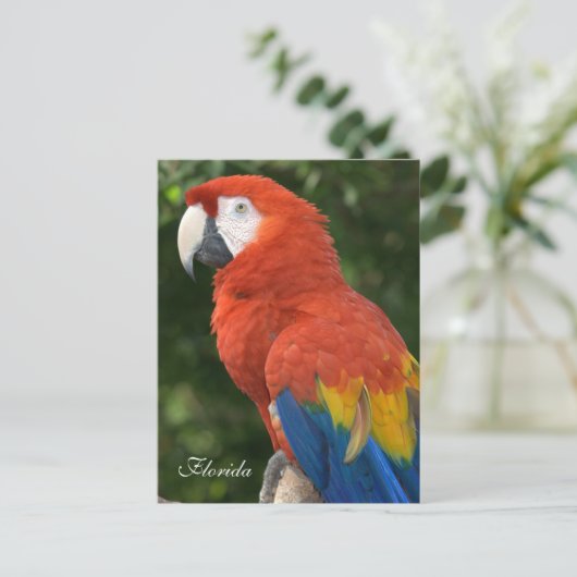 Macaw Briefkaart (Staand voorkant)