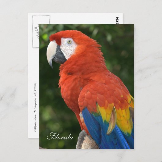 Macaw Briefkaart (Voorkant / Achterkant)