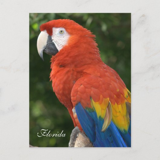 Macaw Briefkaart (Voorkant)