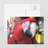 Macaw briefkaart (Voorkant / Achterkant)