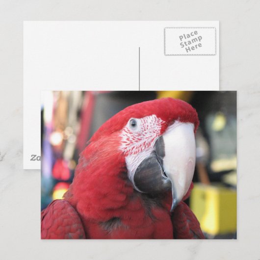 Macaw briefkaart (Voorkant / Achterkant)