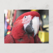 Macaw briefkaart (Voorkant)