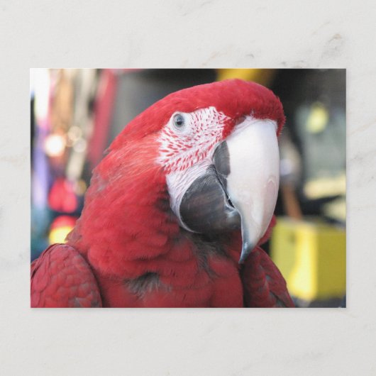 Macaw briefkaart (Voorkant)
